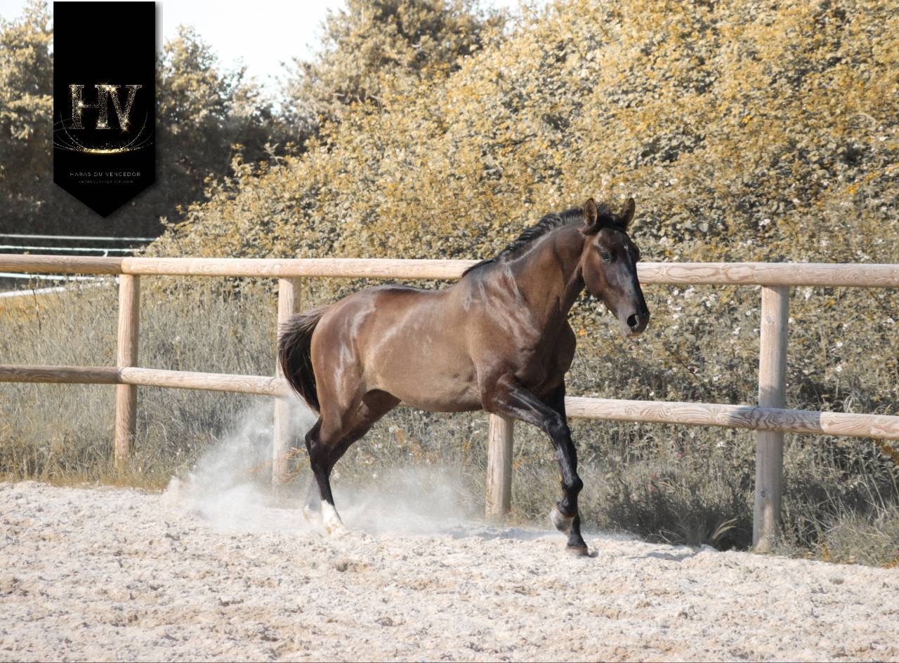 Caballo entero KWPN Caballo de Deporte Neerland&eacute;s En venta 2024 Grullo por i don malagueno