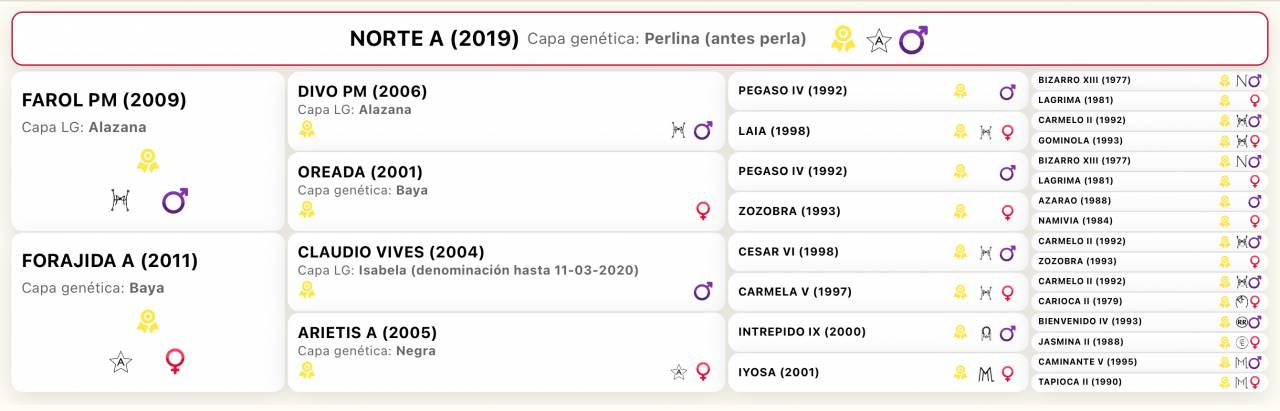 Potro de 7 meses PRE falso bayo