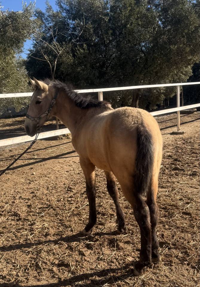 Potro de 7 meses PRE falso bayo