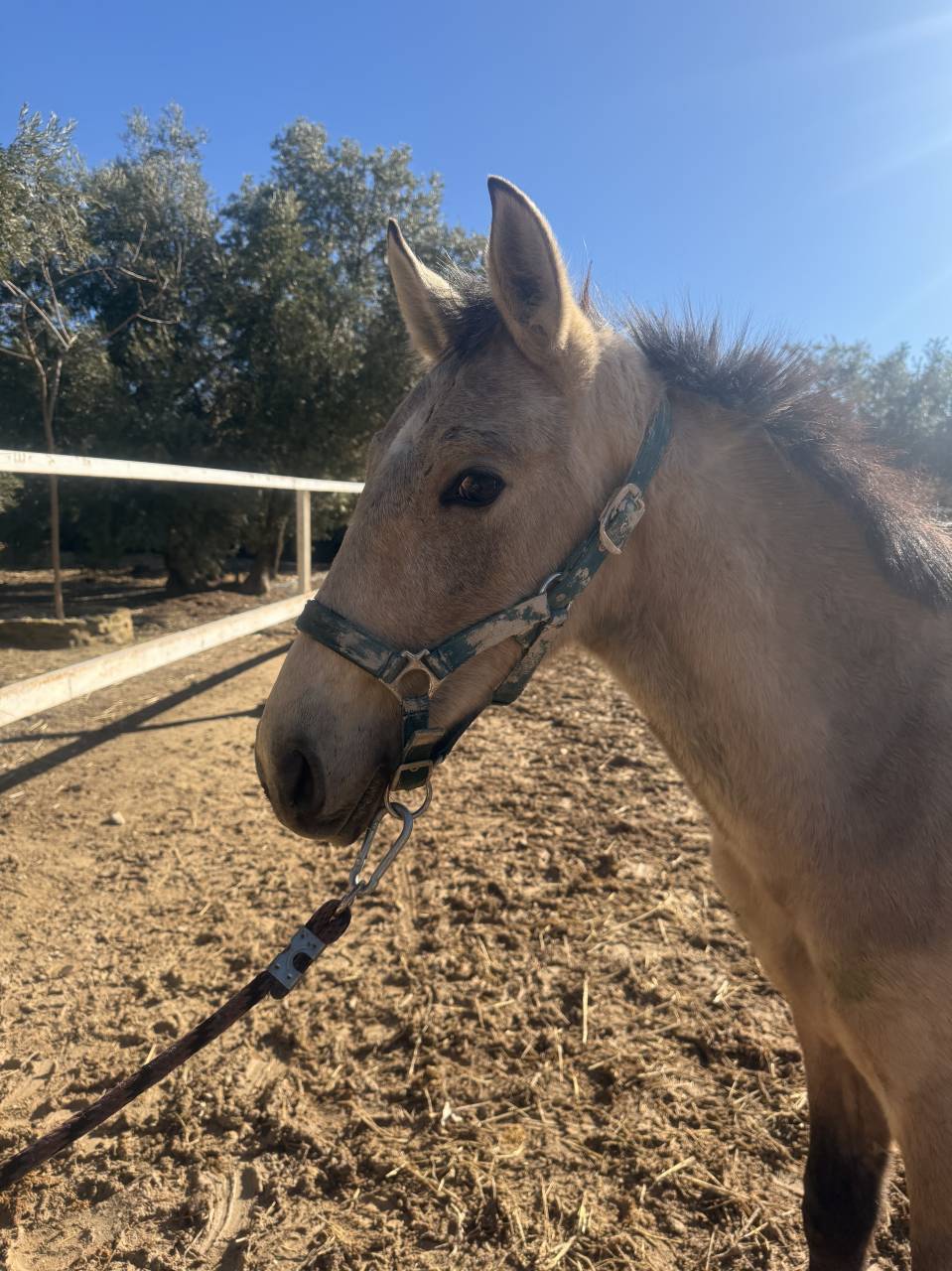 Potro de 7 meses PRE falso bayo