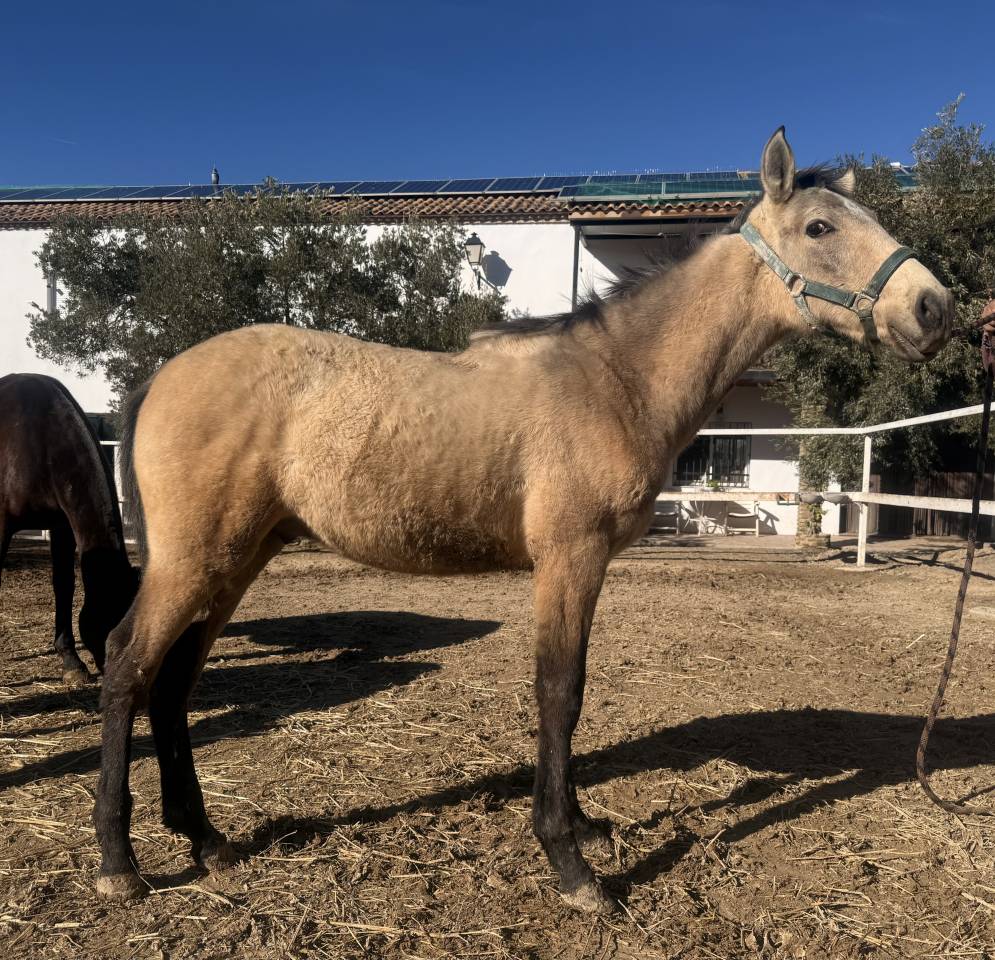 Potro de 7 meses PRE falso bayo
