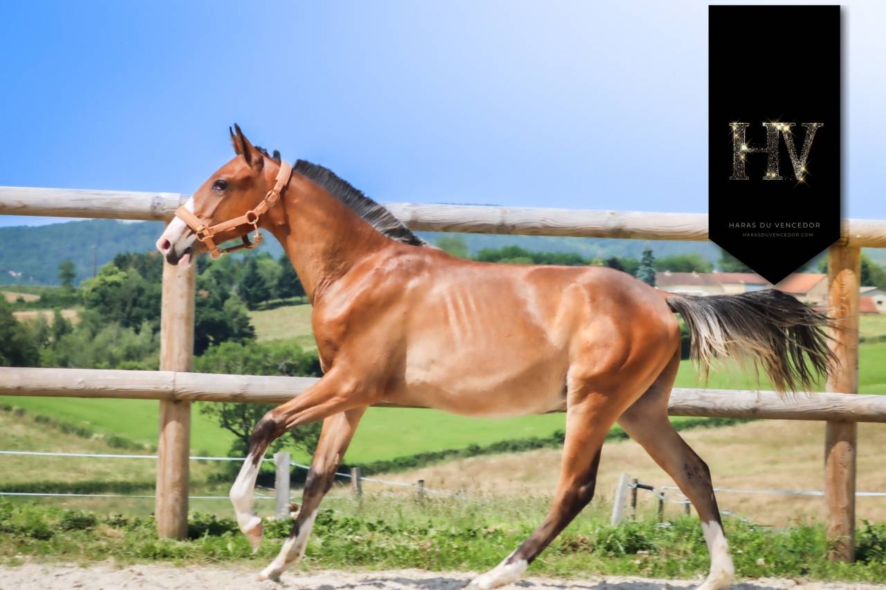 Potro Lusitano En venta 2024 Bayo por Ouro JLC