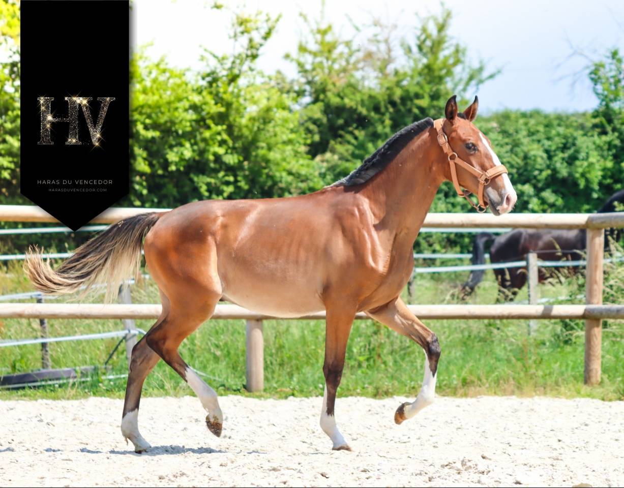 Potro Lusitano En venta 2024 Bayo por Ouro JLC