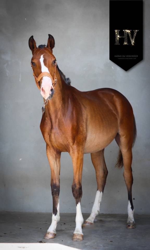 Potro Lusitano En venta 2024 Bayo por Ouro JLC