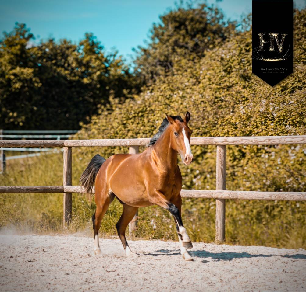 Potro Lusitano En venta 2024 Bayo por Ouro JLC