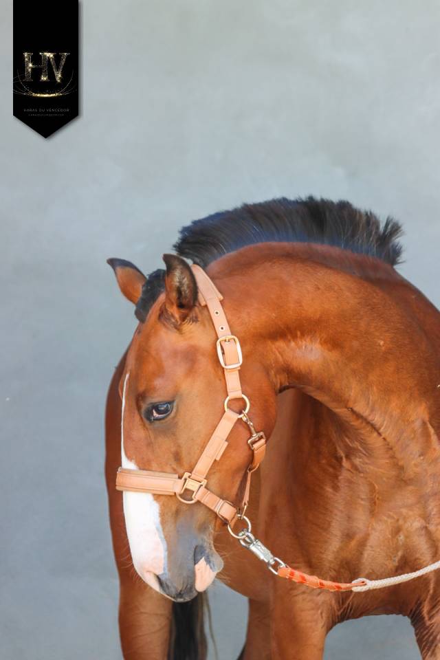 Potro Lusitano En venta 2024 Bayo por Ouro JLC