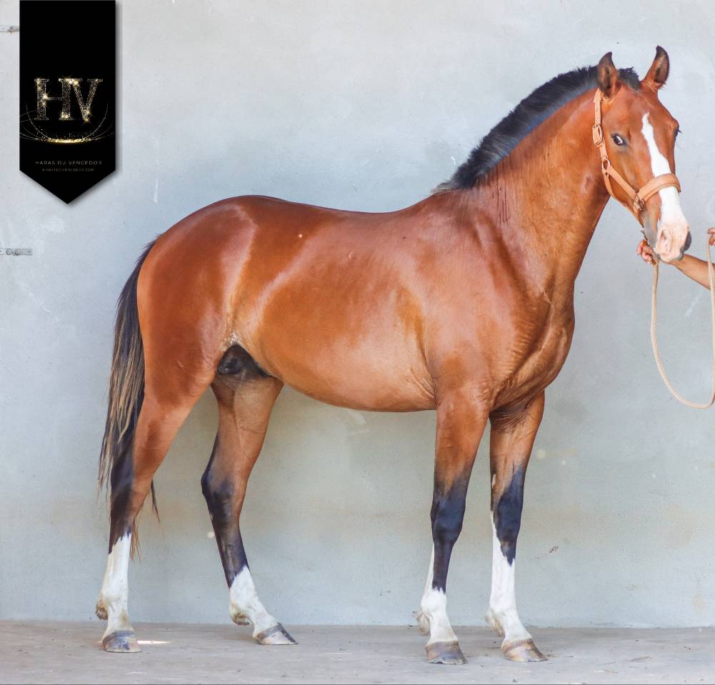 Potro Lusitano En venta 2024 Bayo por Ouro JLC
