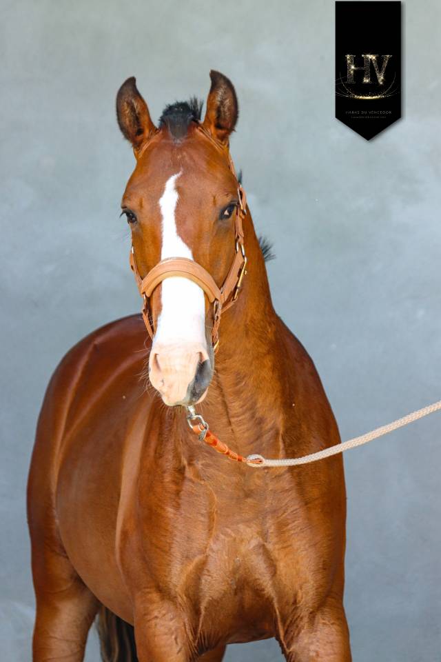 Potro Lusitano En venta 2024 Bayo por Ouro JLC