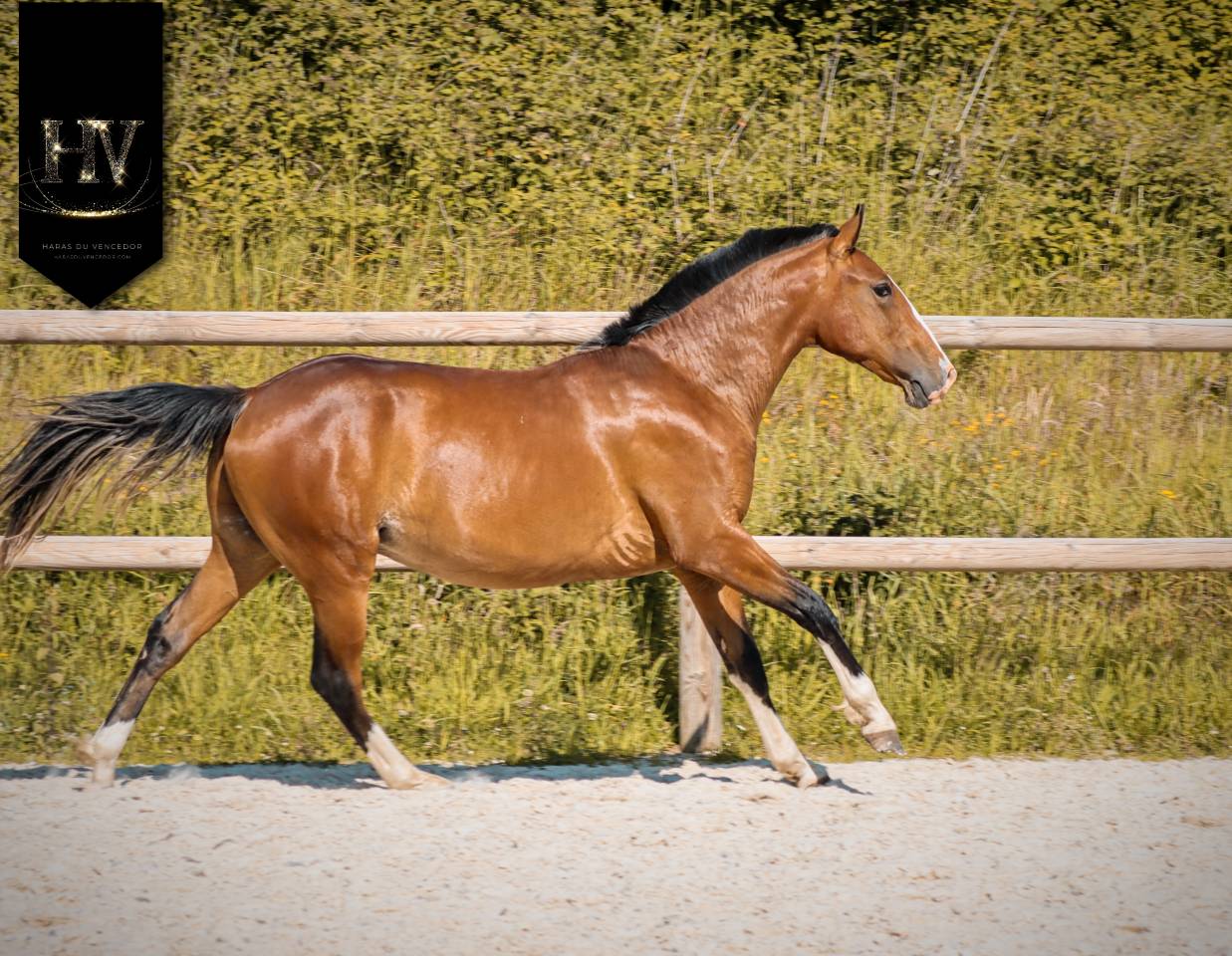 Potro Lusitano En venta 2024 Bayo por Ouro JLC