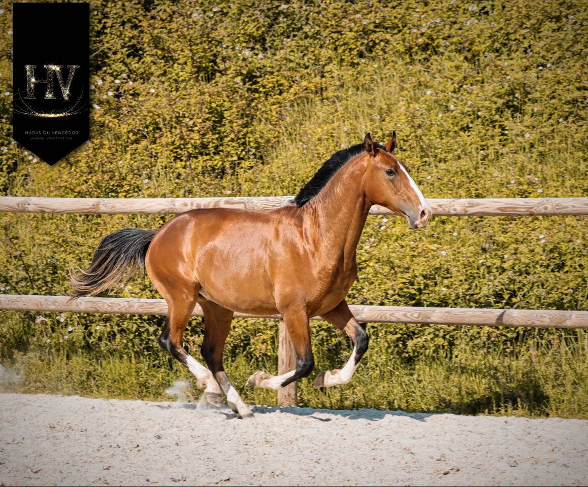 Potro Lusitano En venta 2024 Bayo por Ouro JLC