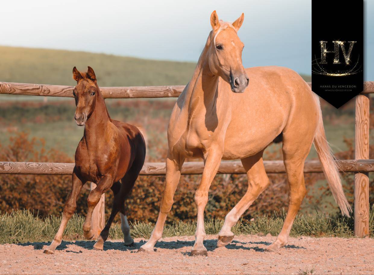 Potranca KWPN Caballo de Deporte Neerland&eacute;s En venta 2025 Alaz&aacute;n tostado por VITALIS