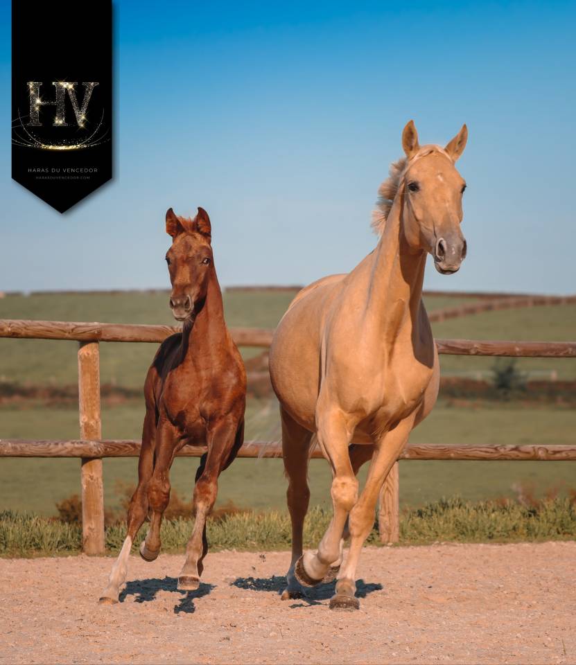 Potranca KWPN Caballo de Deporte Neerland&eacute;s En venta 2025 Alaz&aacute;n tostado por VITALIS