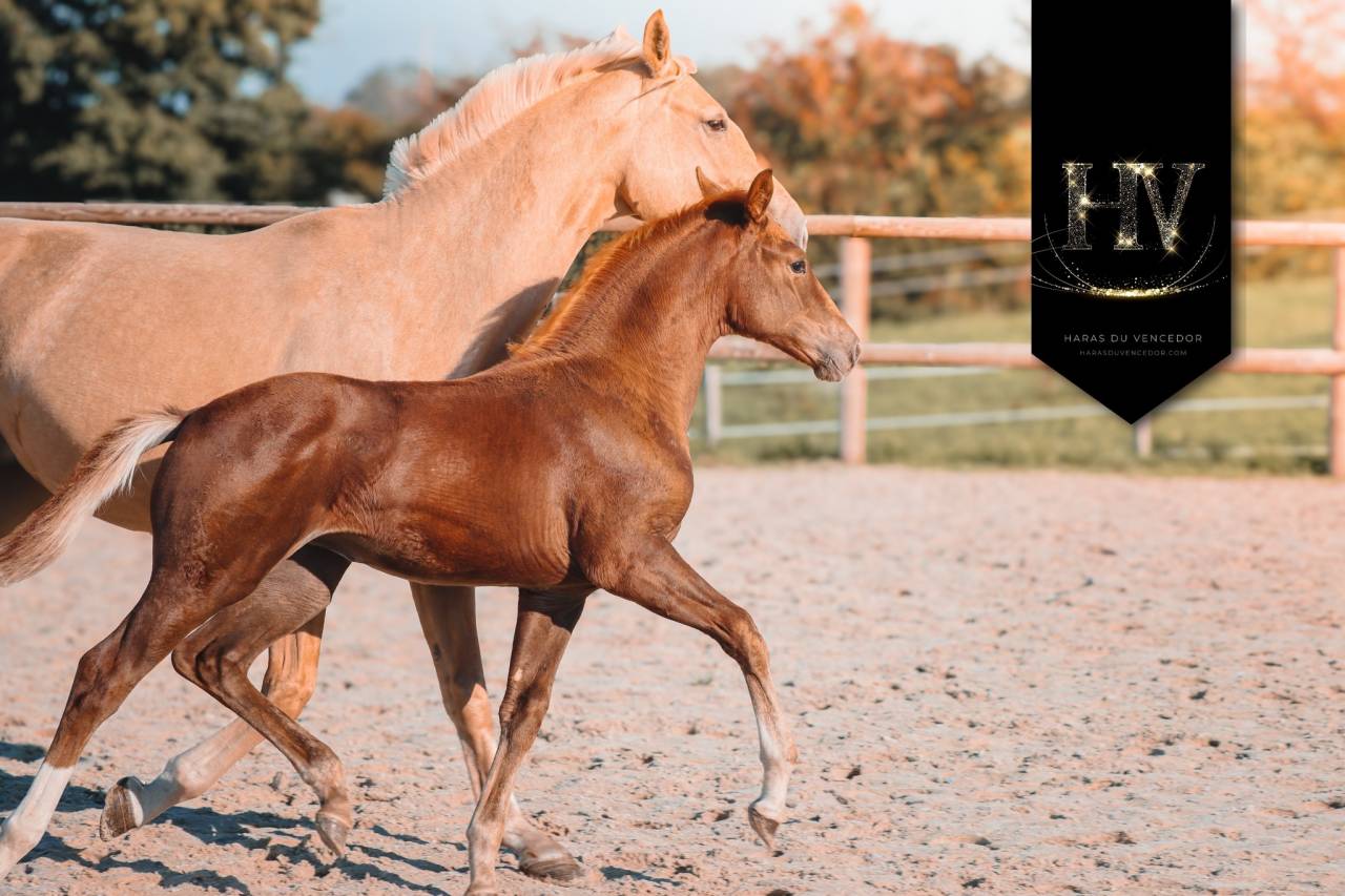 Potranca KWPN Caballo de Deporte Neerland&eacute;s En venta 2025 Alaz&aacute;n tostado por VITALIS