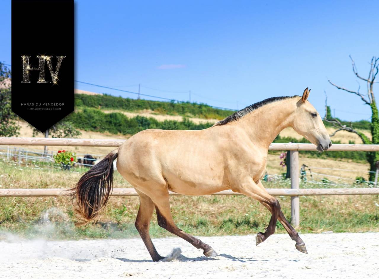 Potranca Lusitano En venta 2023 Isabelo por Miura de Cais