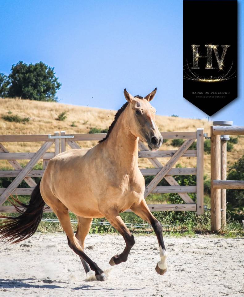 Potranca Lusitano En venta 2023 Isabelo por Jasmim plus