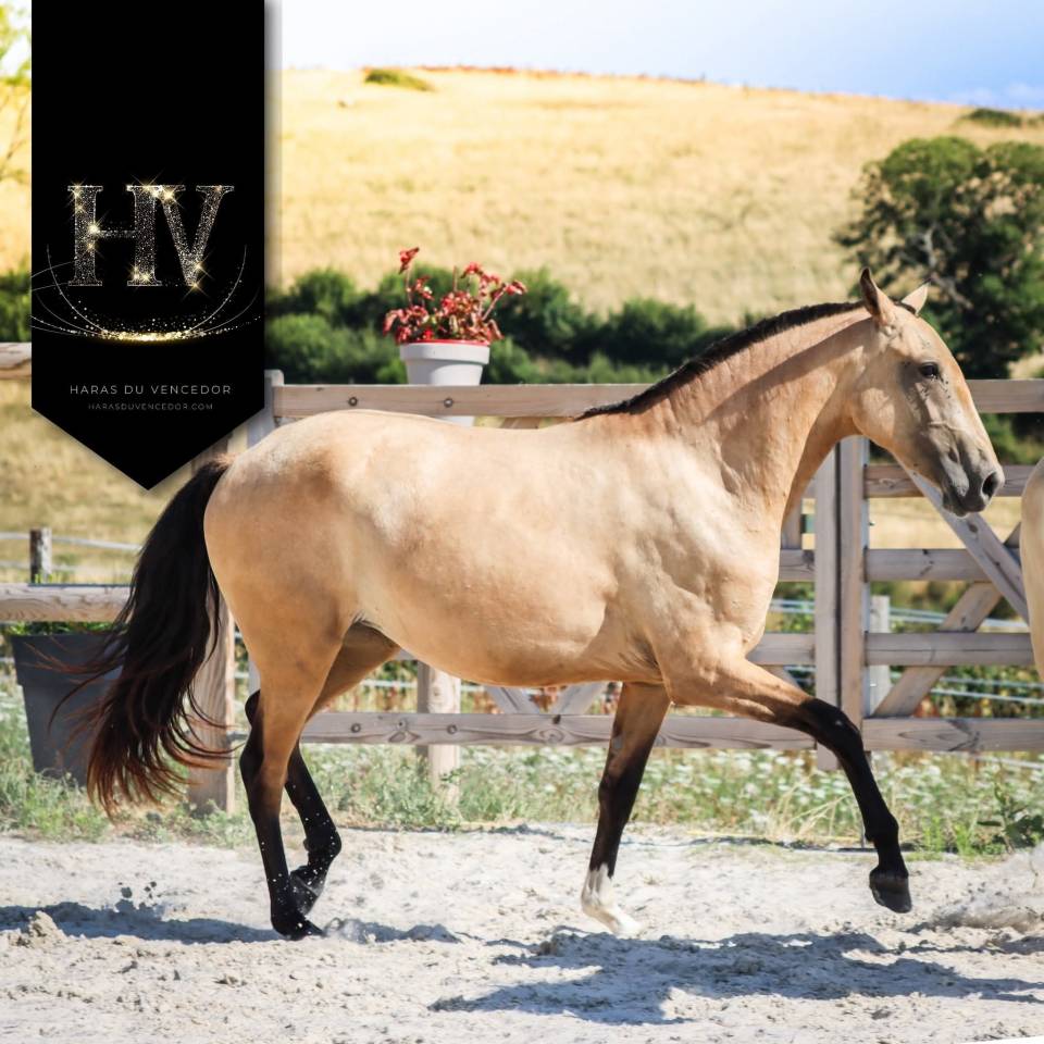 Potranca Lusitano En venta 2023 Isabelo por Jasmim plus