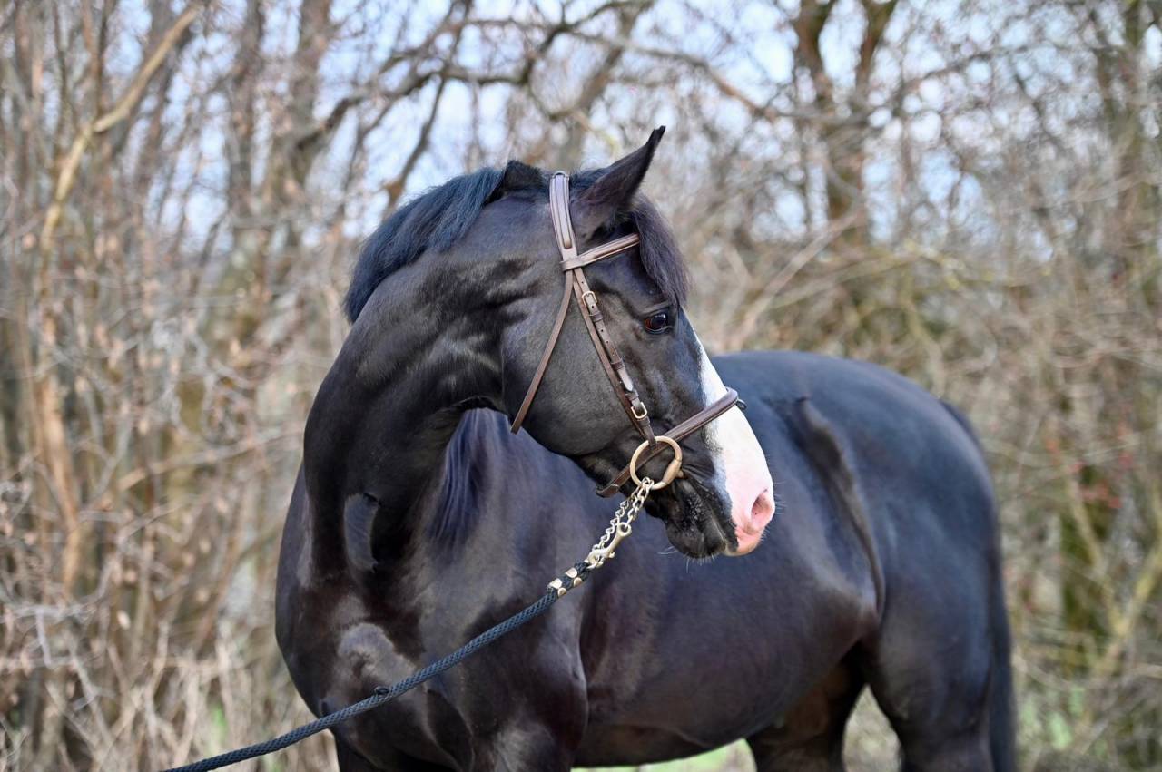 Caballo castrado Zangersheide En venta 2020 Negro por El barone 111 Z