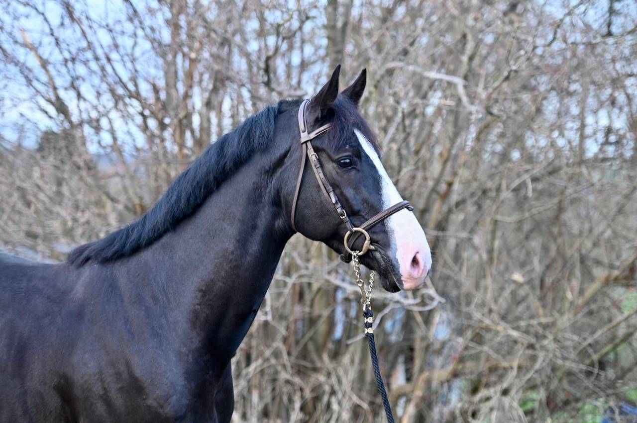 Caballo castrado Zangersheide En venta 2020 Negro por El barone 111 Z