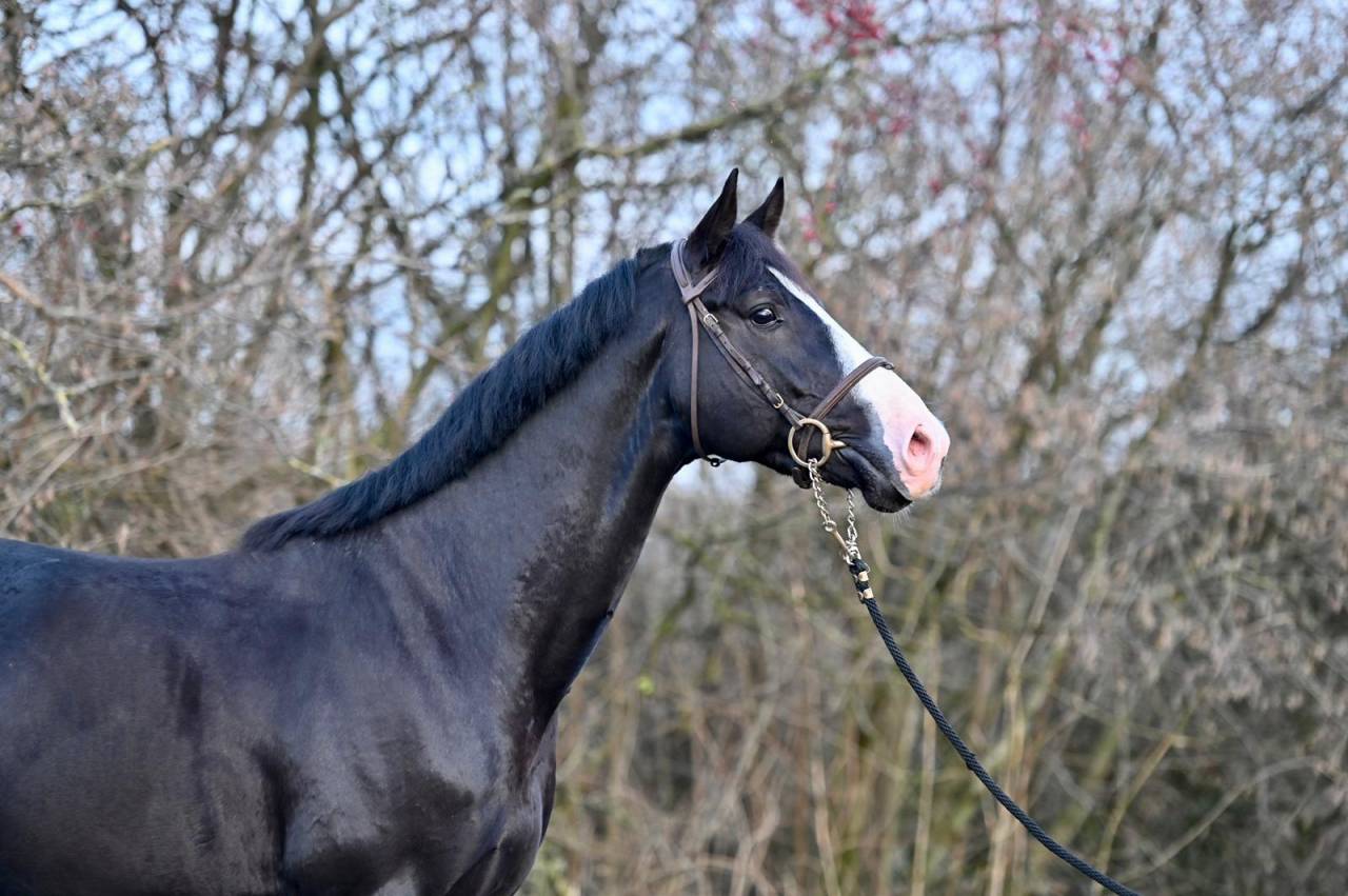 Caballo castrado Zangersheide En venta 2020 Negro por El barone 111 Z