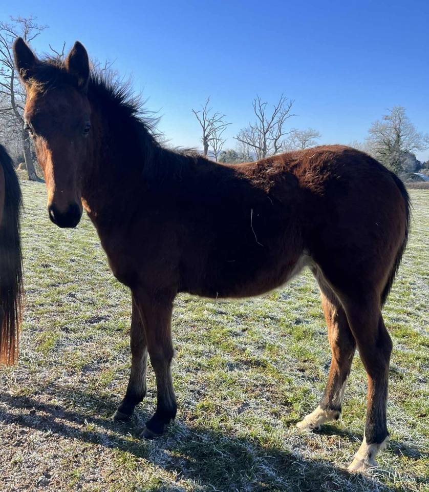 Potro Silla Franc&eacute;s En venta 2025 Bayo