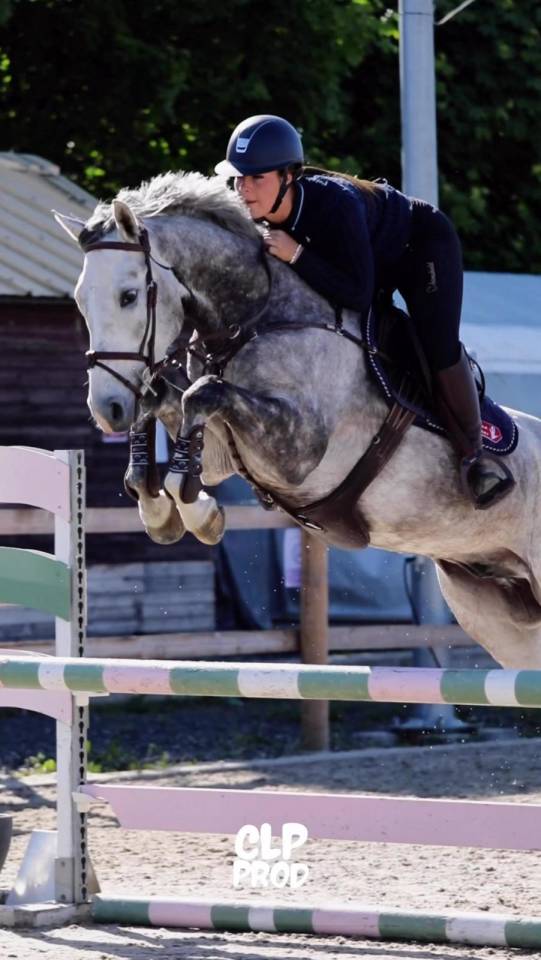 Caballo castrado Zangersheide En venta 2021 Tordo por Charthago blue