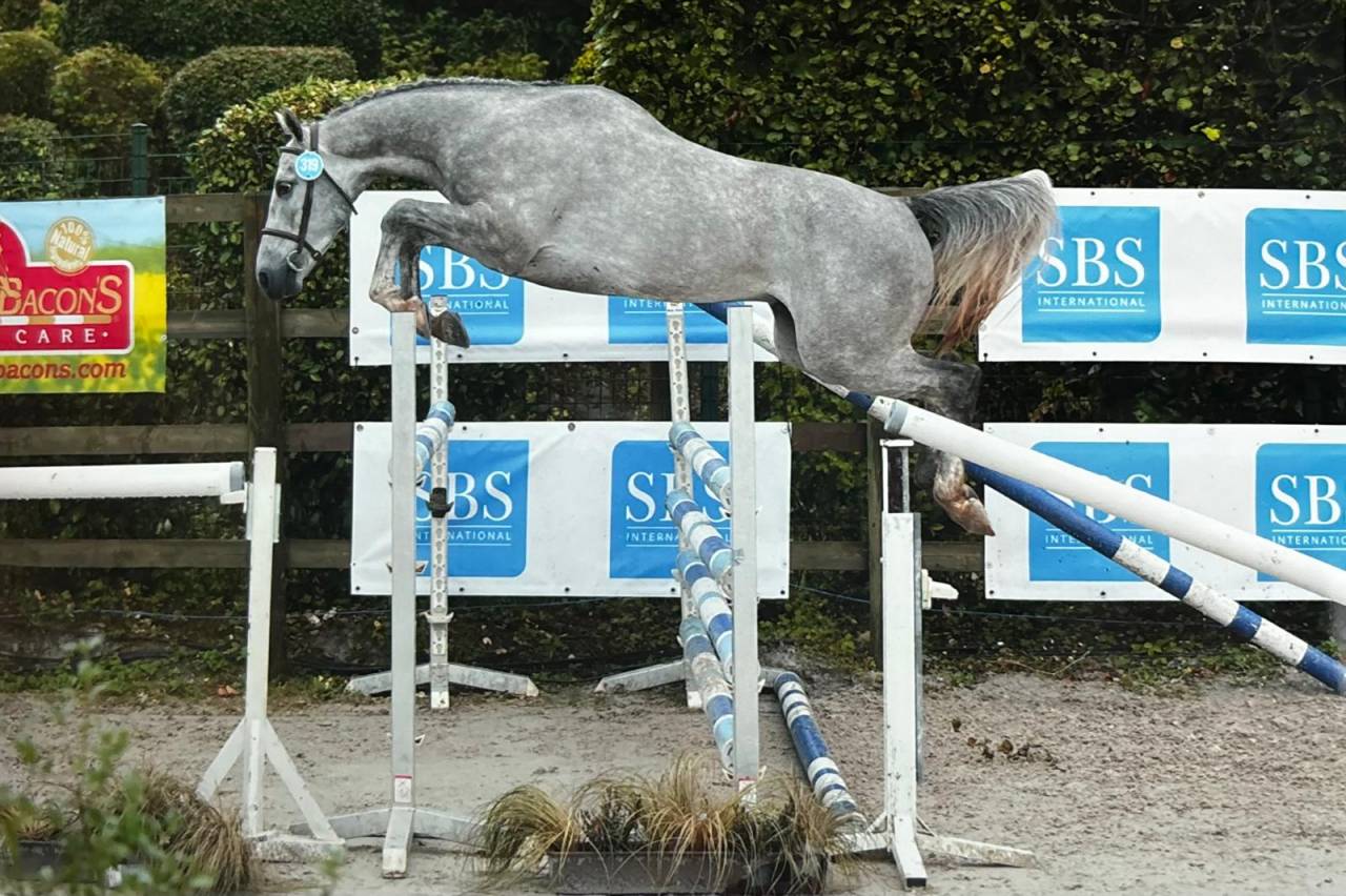 Caballo castrado Zangersheide En venta 2021 Tordo por Charthago blue