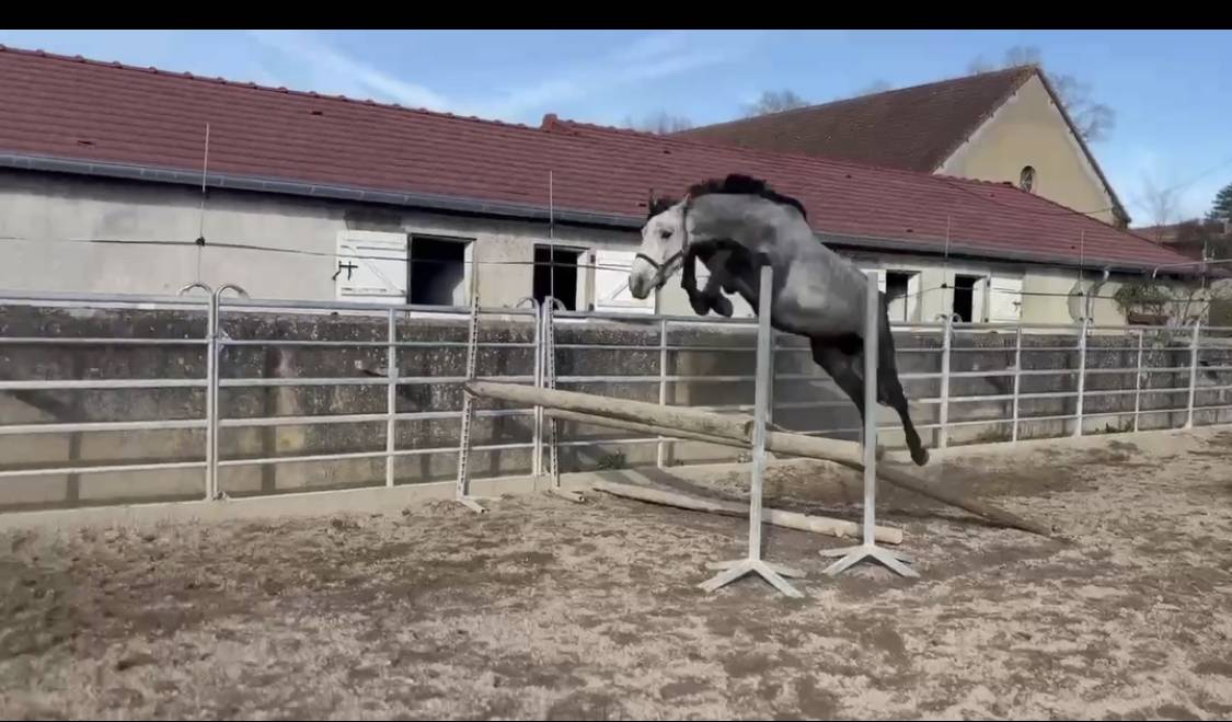 Caballo entero Silla Franc&eacute;s En venta 2022 Tordo