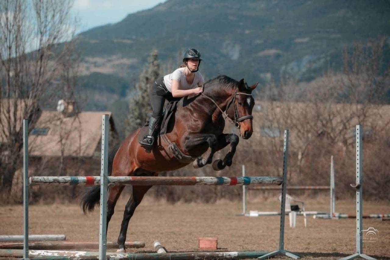 Caballo entero Origine Constat&eacute;e En venta 2020 Bayo moreno