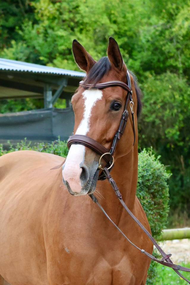 Yegua Zangersheide En venta 2019 Bayo por Halifax van het Kluizebos