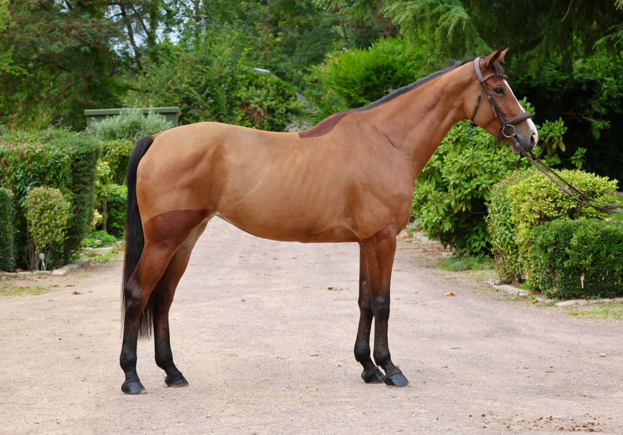 Yegua Zangersheide En venta 2019 Bayo por Halifax van het Kluizebos