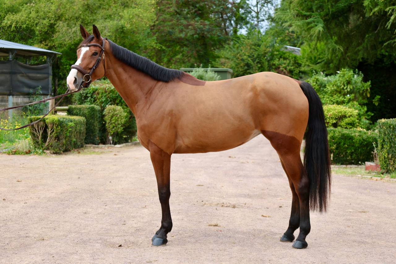 Yegua Zangersheide En venta 2019 Bayo por Halifax van het Kluizebos