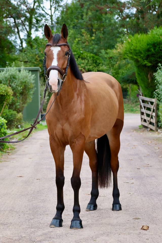 Yegua Zangersheide En venta 2019 Bayo por Halifax van het Kluizebos