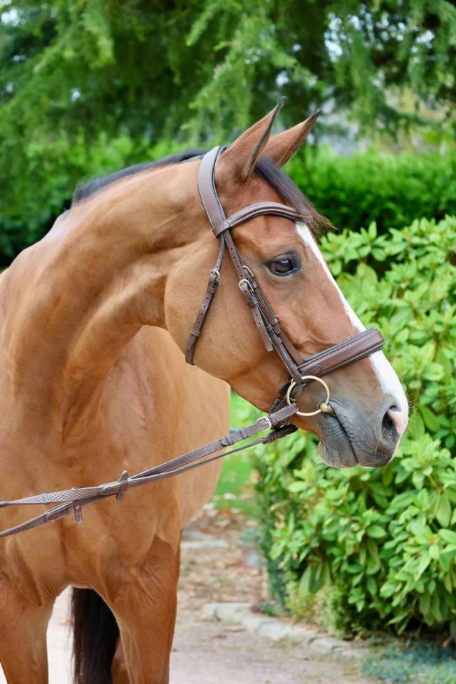 Yegua Zangersheide En venta 2019 Bayo por Halifax van het Kluizebos