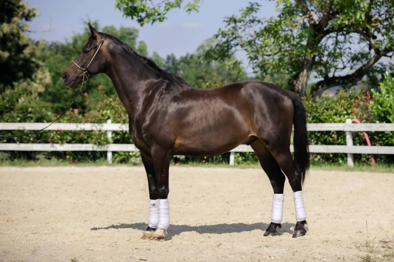 Caballo castrado KWPN Caballo de Deporte Neerland&eacute;s En venta 2015 Bayo moreno