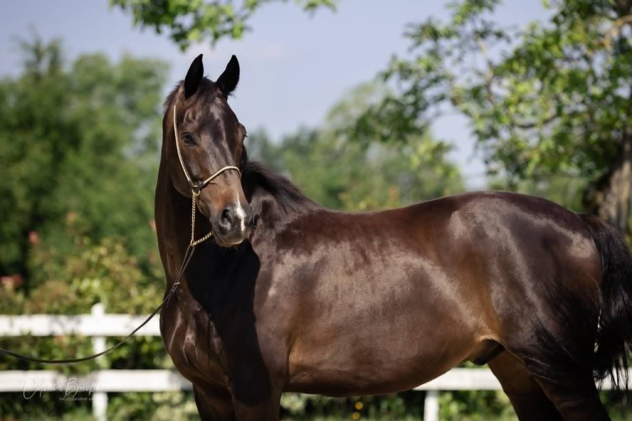 Caballo castrado KWPN Caballo de Deporte Neerland&eacute;s En venta 2015 Bayo moreno