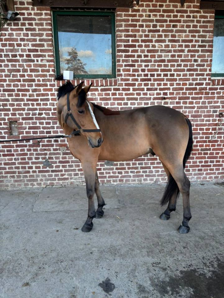 Caballo castrado Poni de Silla Belga En venta 2016 Bayo