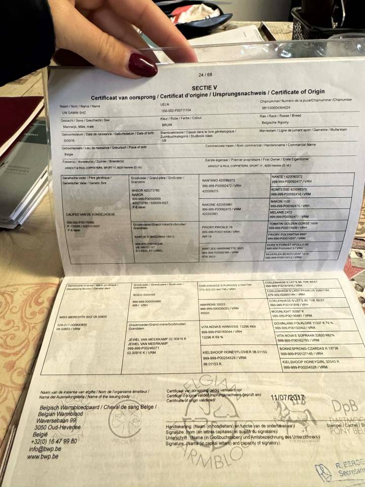 Caballo castrado Poni de Silla Belga En venta 2016 Bayo