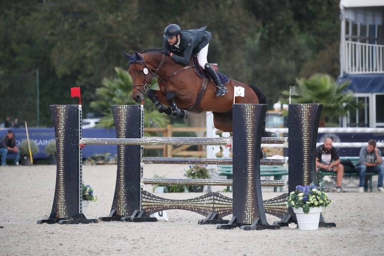 Caballo castrado KWPN Caballo de Deporte Neerland&eacute;s En venta 2018 Bayo