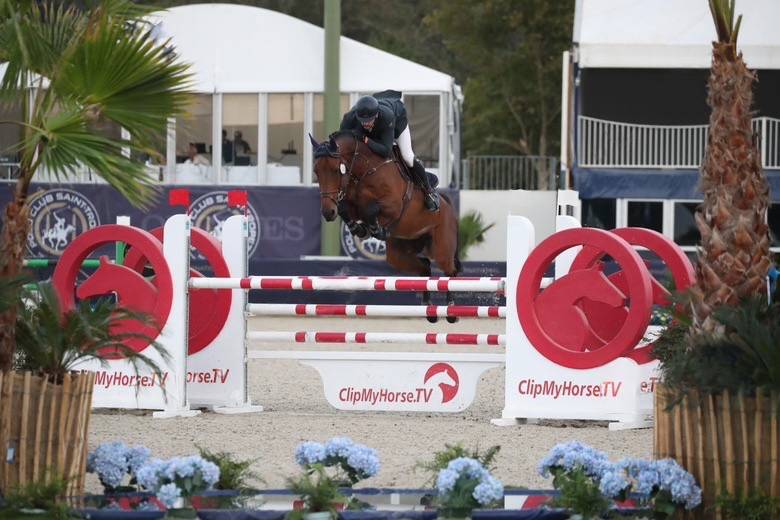 Caballo castrado KWPN Caballo de Deporte Neerland&eacute;s En venta 2018 Bayo