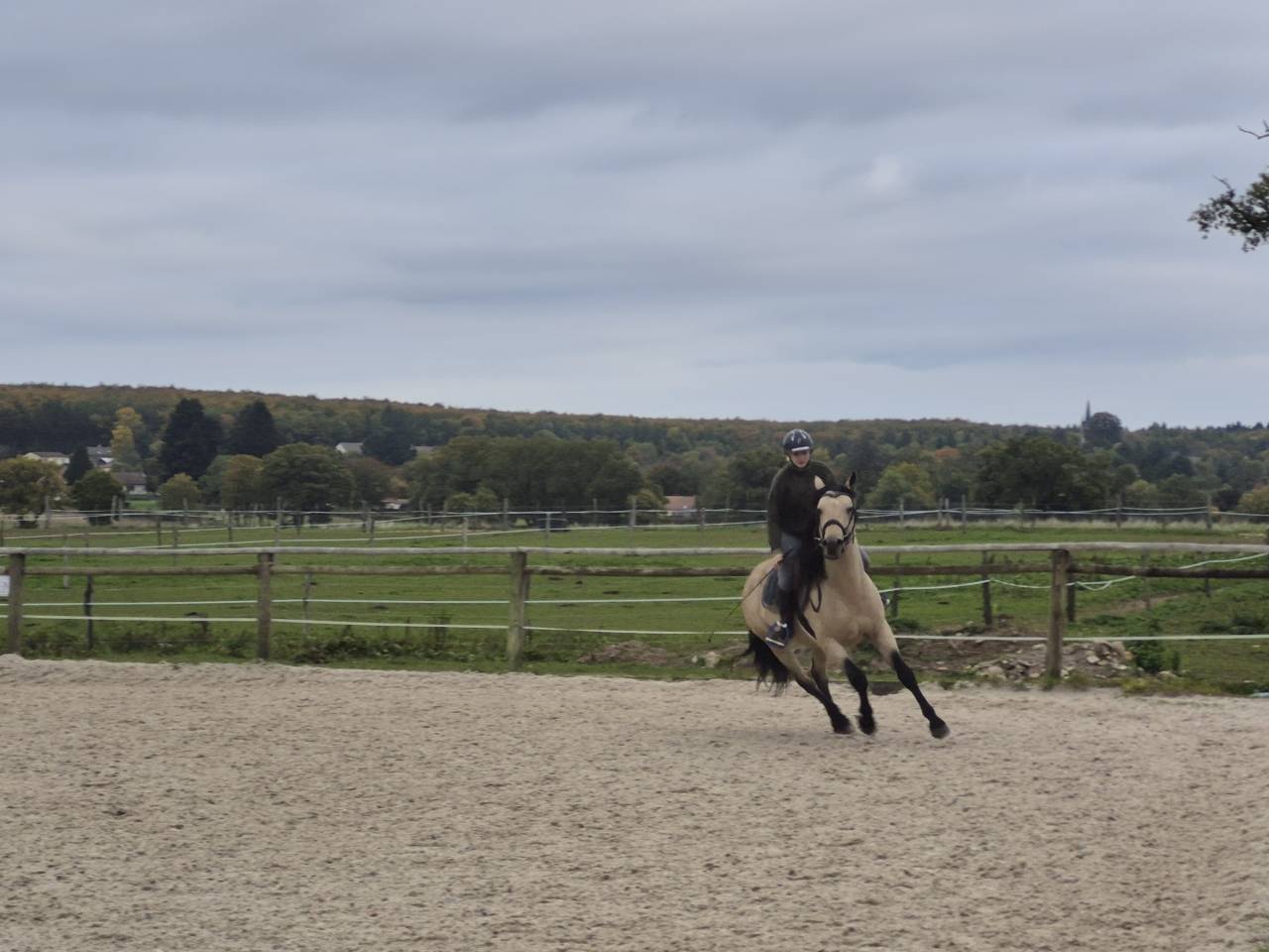 Caballo castrado Connemara En venta 2021 Isabelo