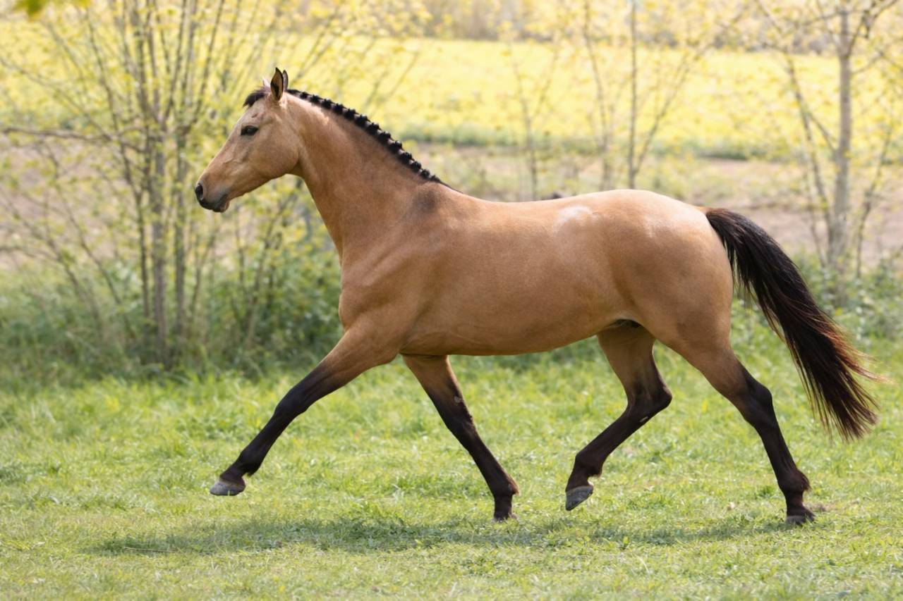 Yegua AES Anglo European Studbook En venta 2018 Isabelo