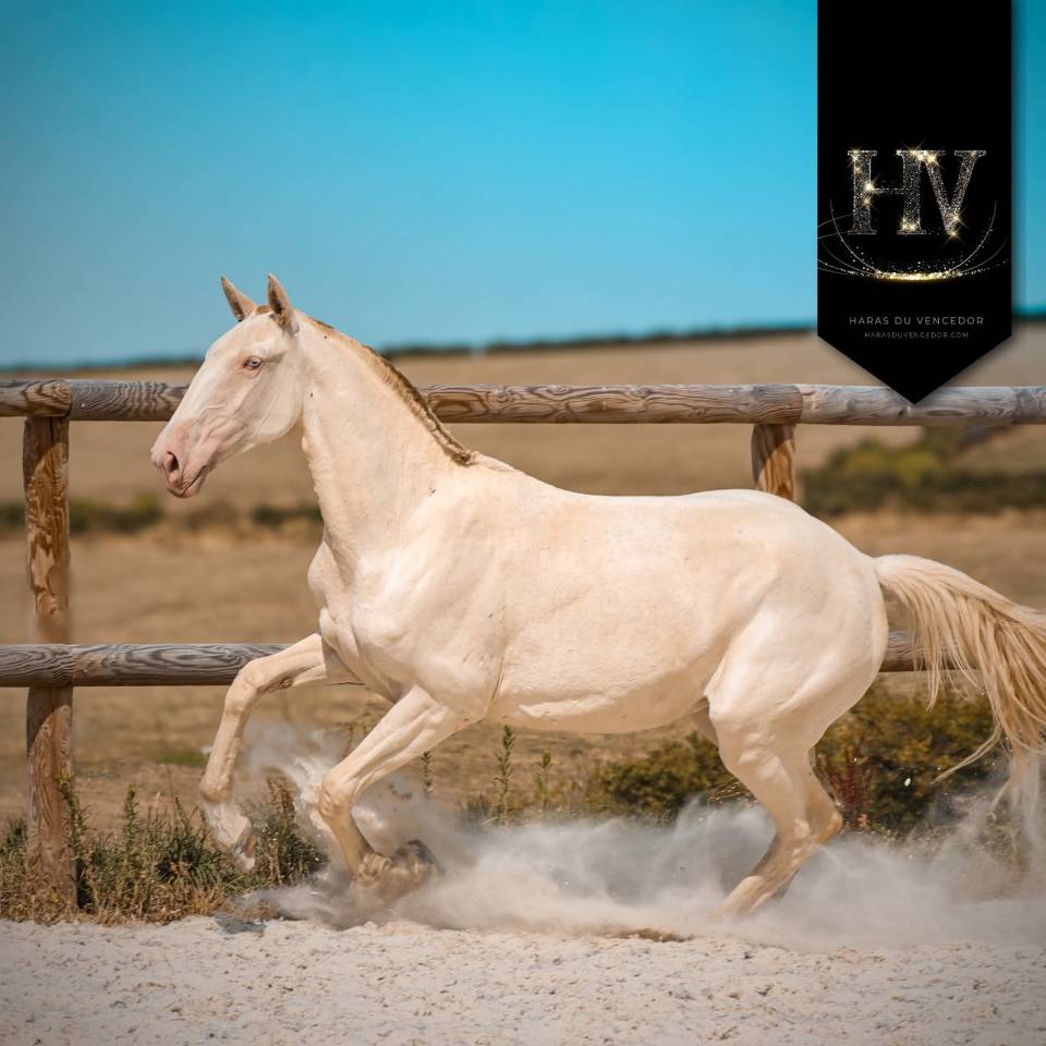 Potranca Lusitano En venta 2024 Perlino por IMPERADOR