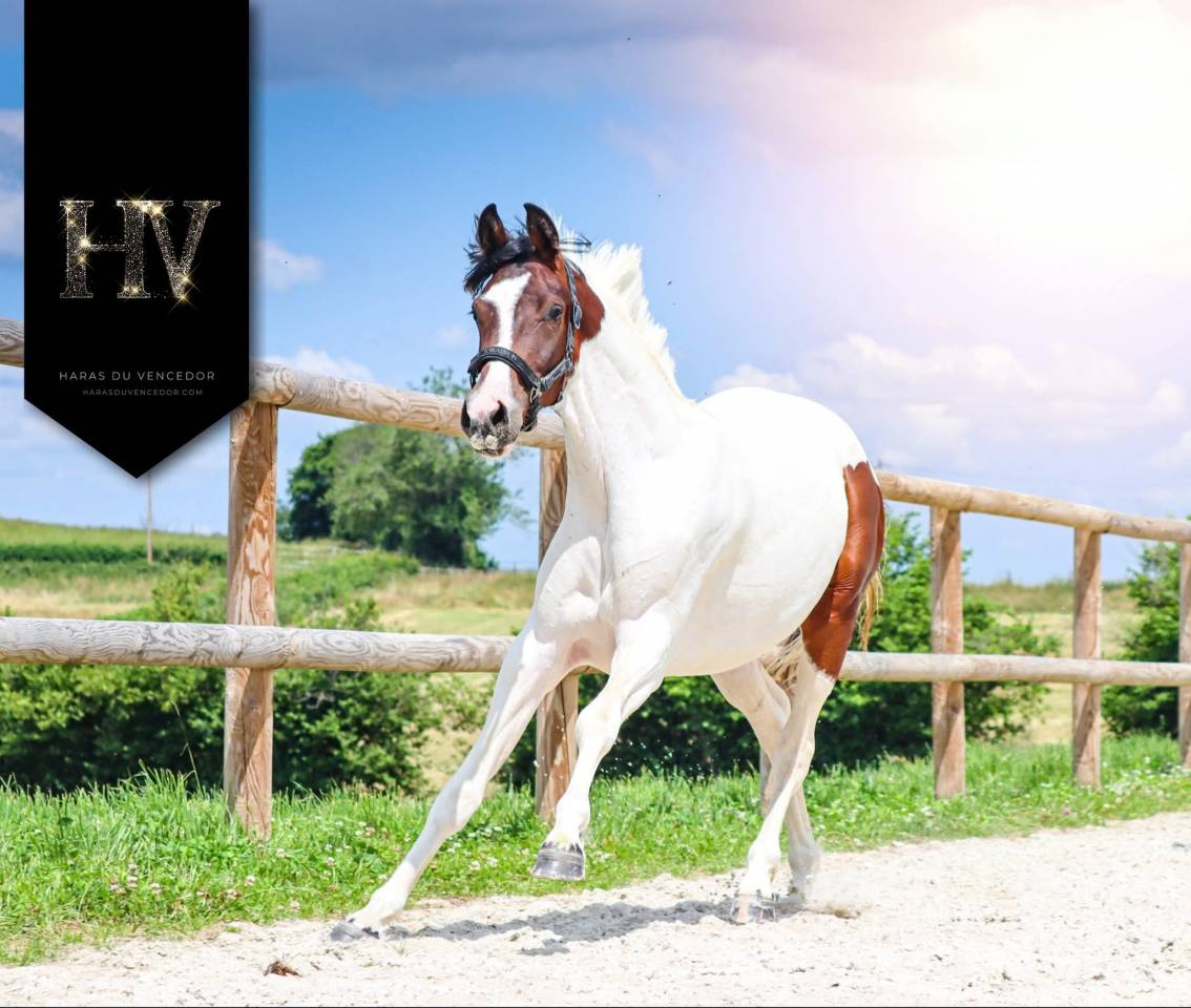 Yegua KWPN Caballo de Deporte Neerland&eacute;s En venta 2023 Tobiano por FOR FERRERO