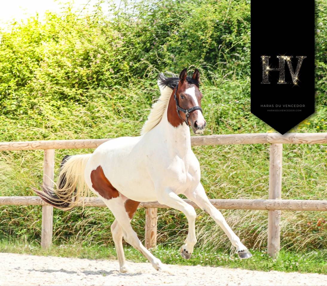 Yegua KWPN Caballo de Deporte Neerland&eacute;s En venta 2023 Tobiano por FOR FERRERO