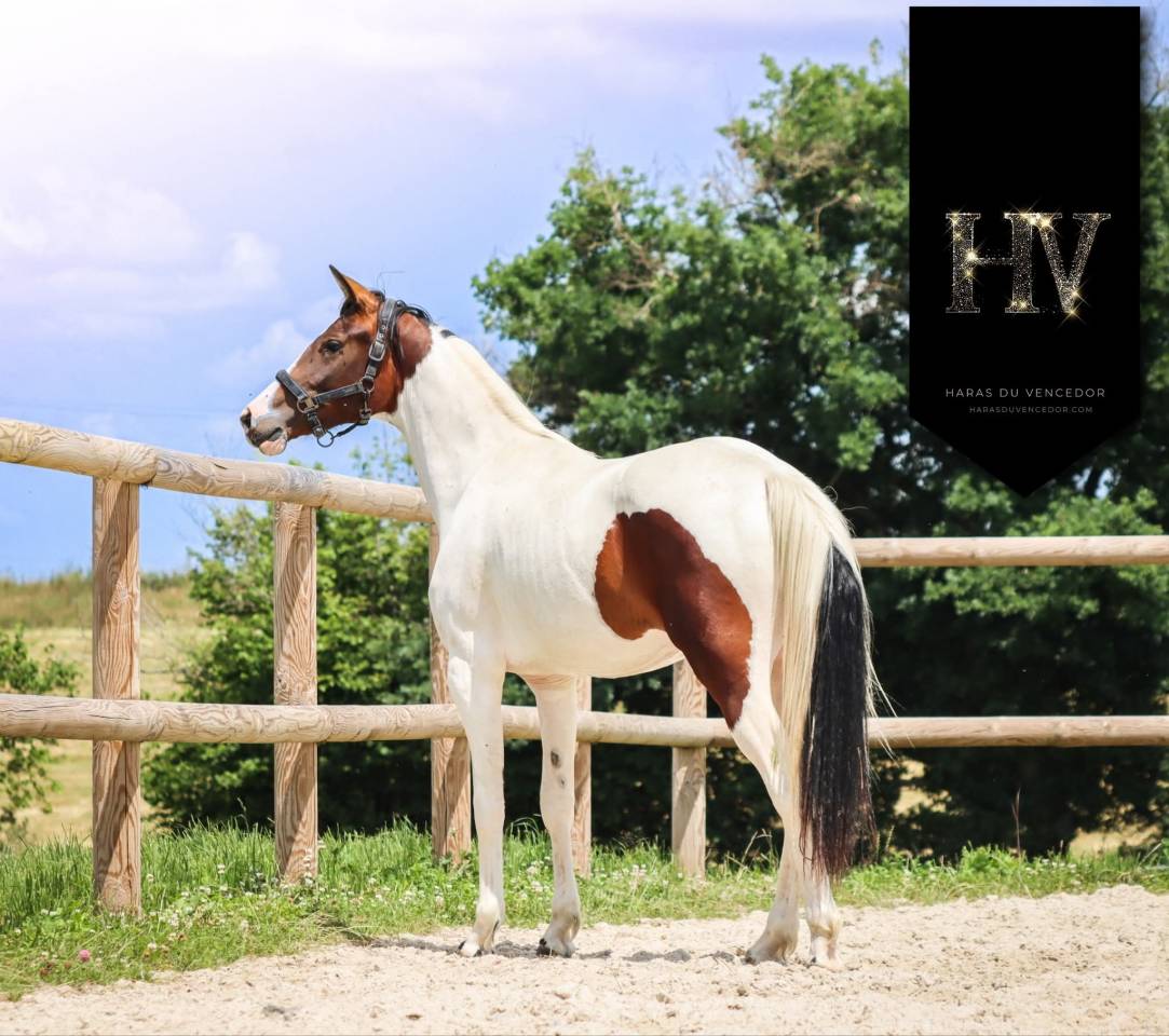 Yegua KWPN Caballo de Deporte Neerland&eacute;s En venta 2023 Tobiano por FOR FERRERO