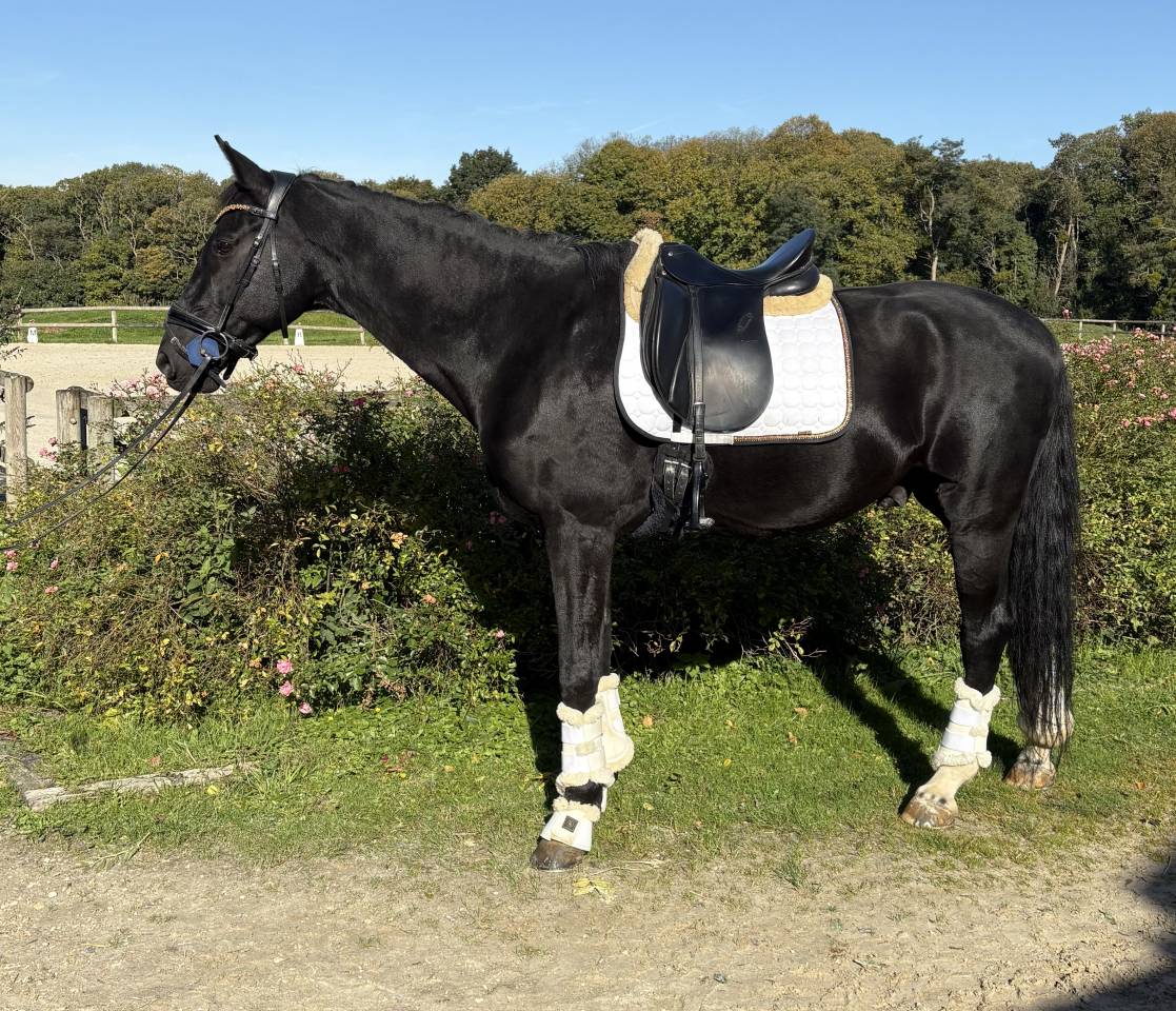 Caballo castrado Silla Franc&eacute;s En venta 2012 Negro