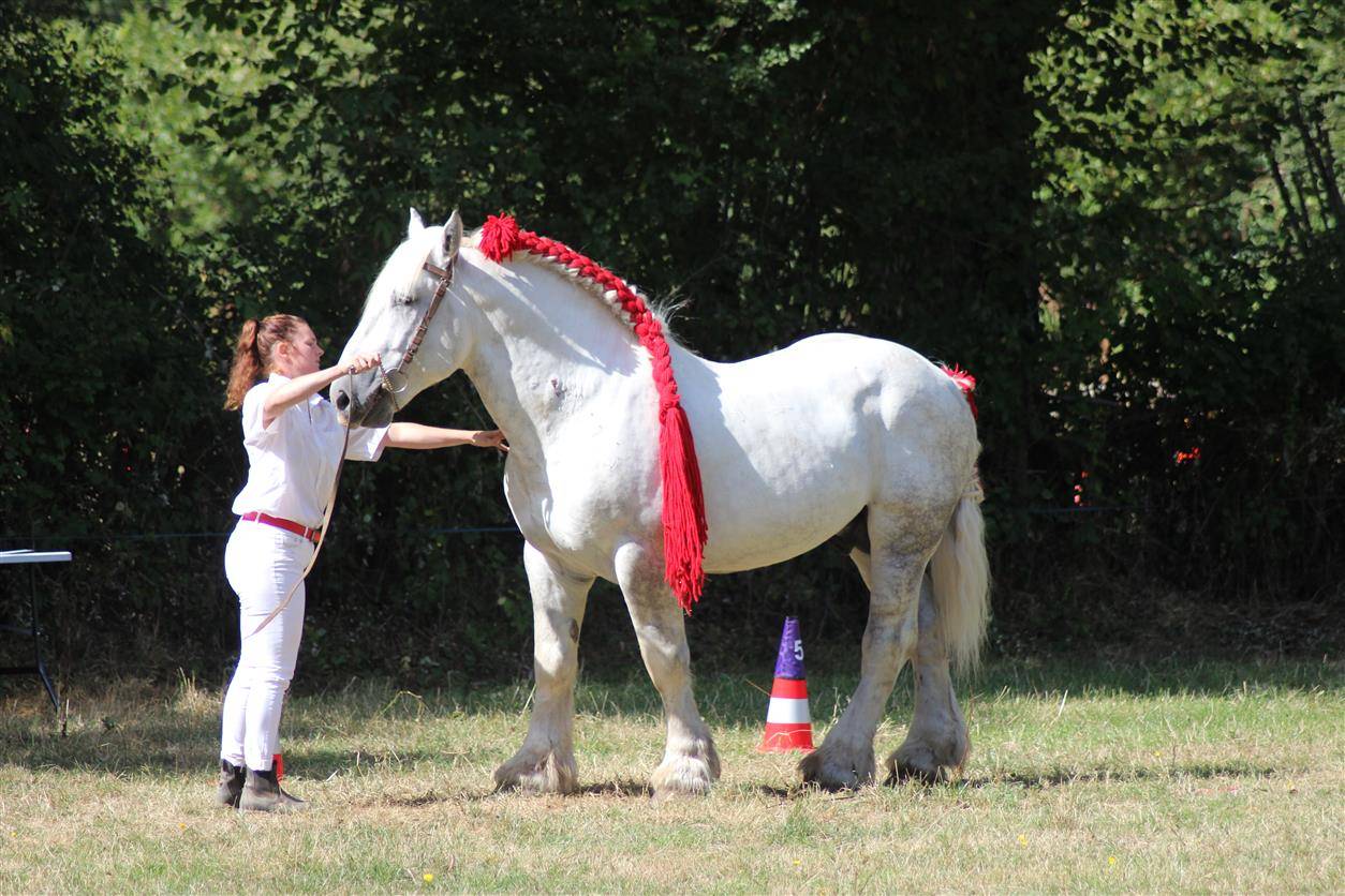 Semental Percheron En venta 2017 Tordo por vasco de theuret