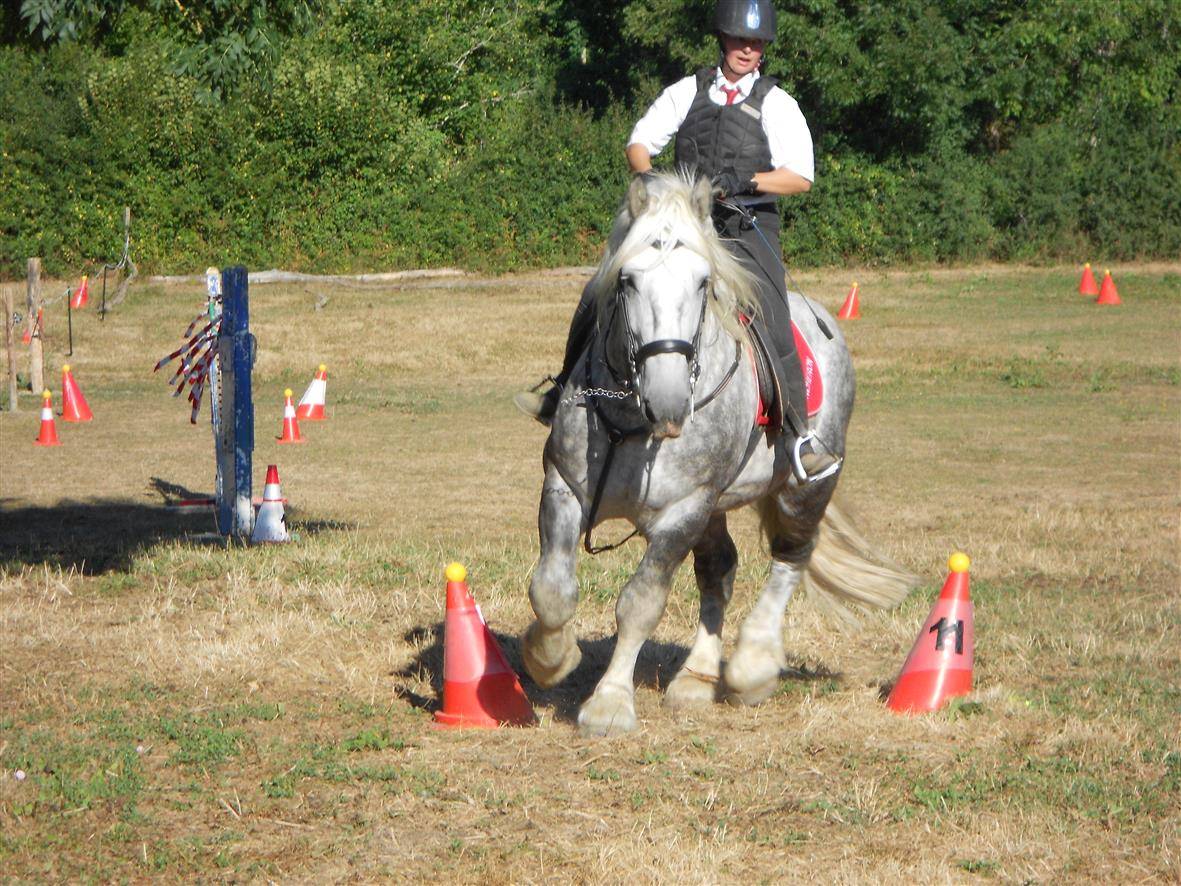 Semental Percheron En venta 2017 Tordo por vasco de theuret