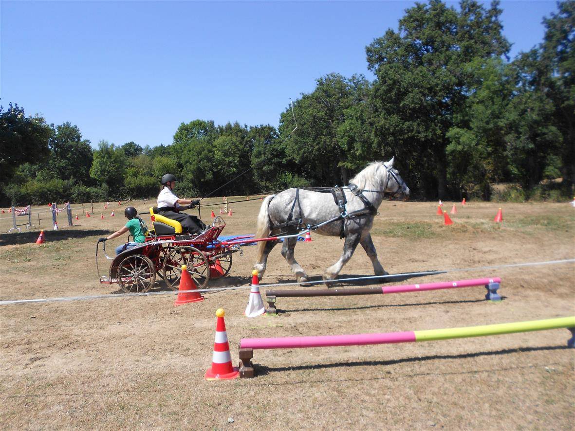 Semental Percheron En venta 2017 Tordo por vasco de theuret