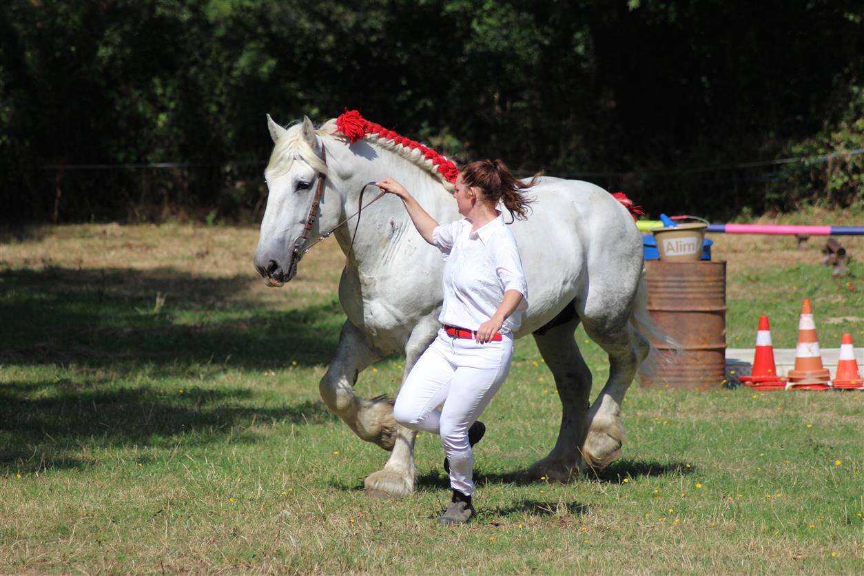 Semental Percheron En venta 2017 Tordo por vasco de theuret